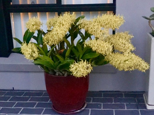 LisaHarris_DenSpeciosum